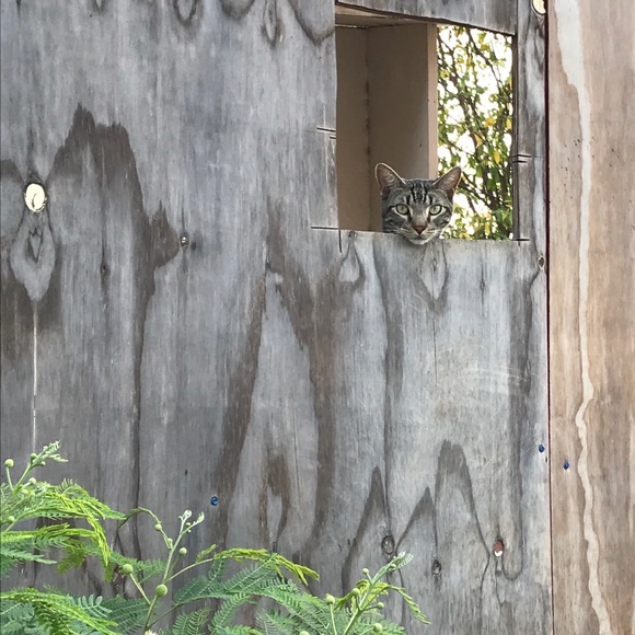 Meet your Posher, Delilah - Picture 1 of 1